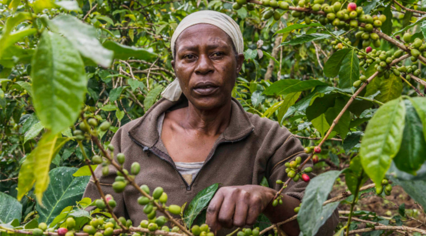 INATrace - Digitalna preobrazba dobavne verige kave v Rwandi