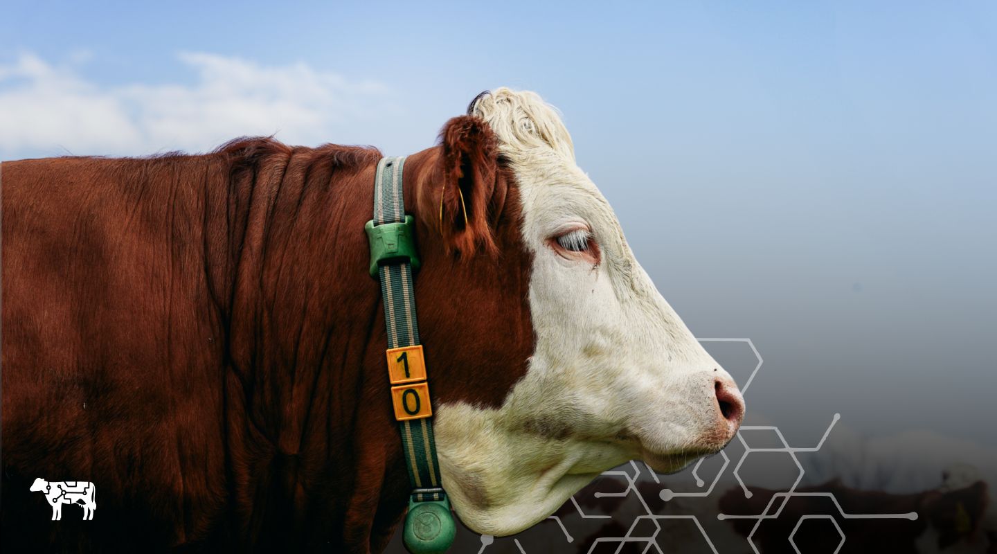 Smart Wearables Optimisation for Cattle Farming